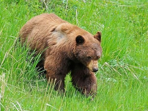 Из-за заболевания медведей запрещена охота