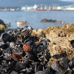 Моллюсков моря Селиш сгубила аномальная жара