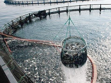 Президент Путин подписал закон направленный на поддержку аквакультуры