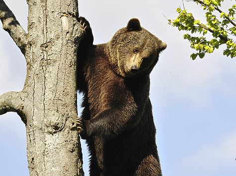 Супруги спаслись от медведя на дереве